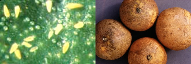 Microscopic Citrus Rust Mites and their Damage