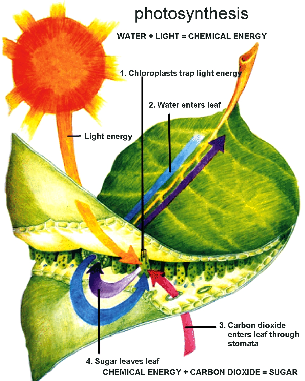 Why it Works -- Why Plants are "Unhappy" to Begin With