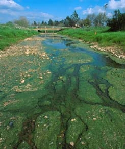 Our farm methods have polluted our waterways.